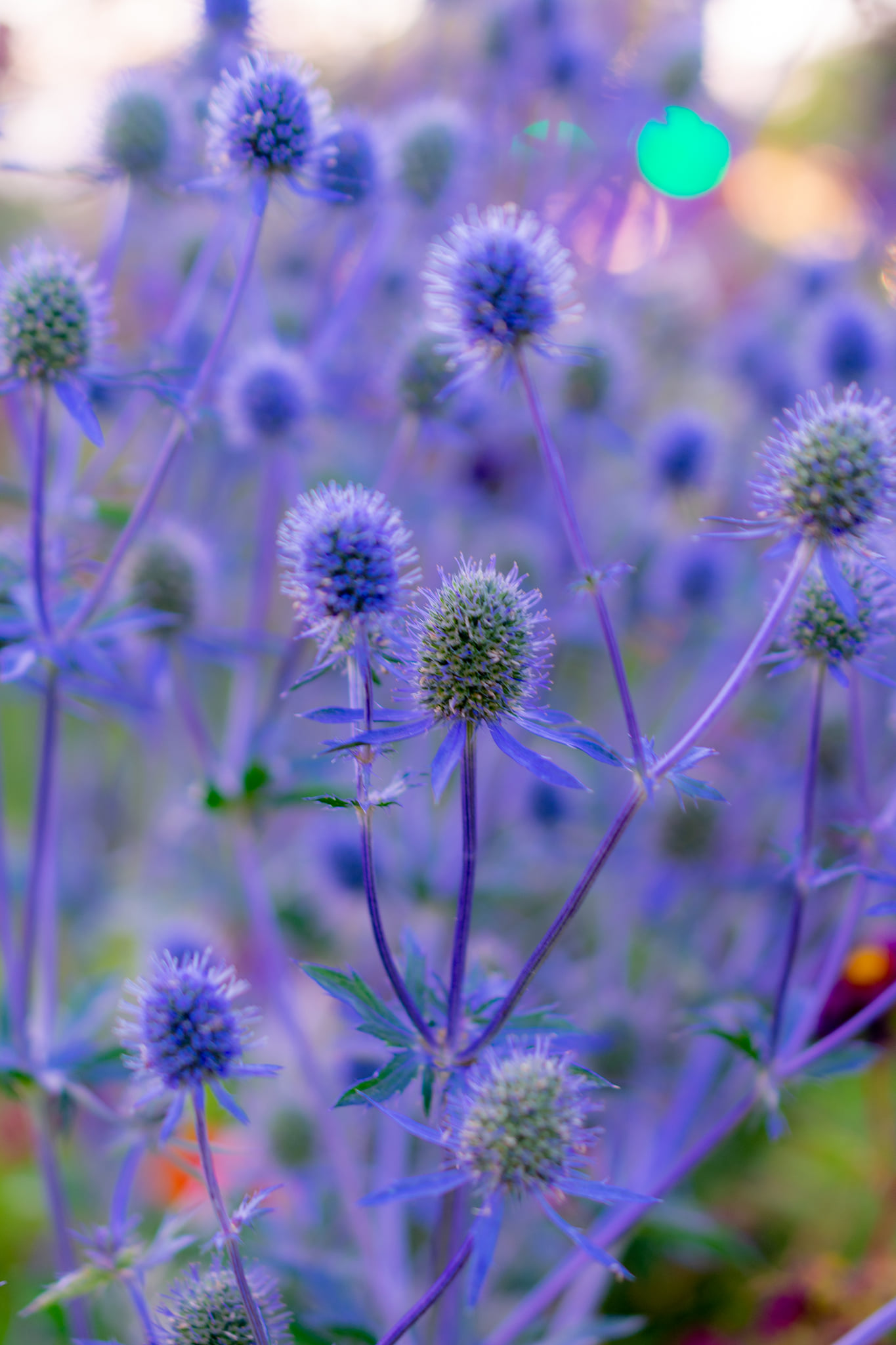 Purple Eryngo Flower